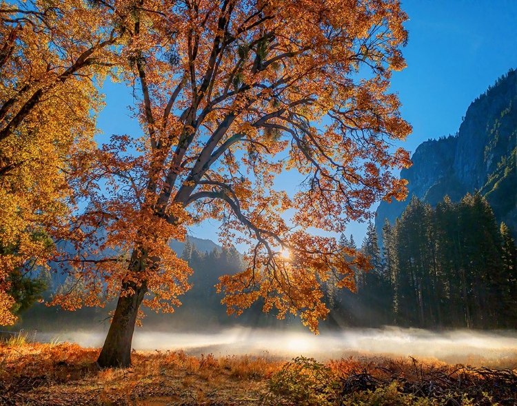 Picture of AUTUMN OAK SUNRISE AND FOG