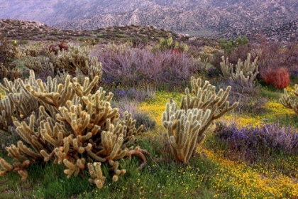 Picture of DESERT CACTUS AND WILDFLOWERS