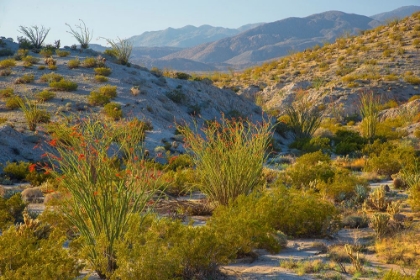 Picture of DESERT OCOTILLO LANDSCAPE