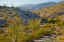 Picture of DESERT OCOTILLO LANDSCAPE