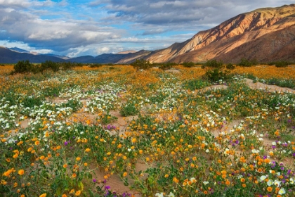 Picture of DESERT WILDFLOWERS IN HENDERSON CANYON
