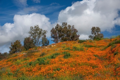 Picture of POPPIES-TREES AND CLOUDS