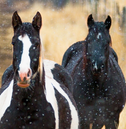Picture of SNOWY HORSES 2