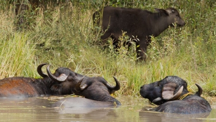 Picture of WATER BUFFALO