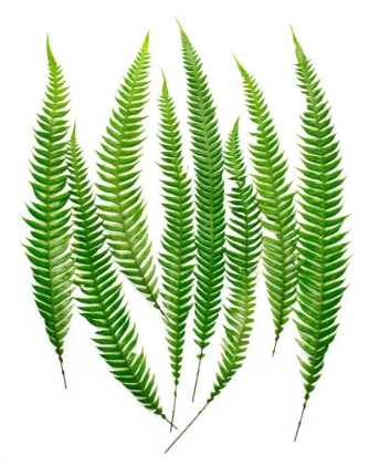 Picture of FERNS