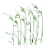 Picture of FLOWING GRASS