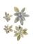 Picture of LAMBS EAR