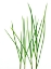 Picture of GRASS-VERMONT