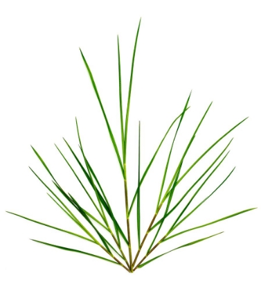 Picture of MICHIGAN GRASS