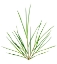 Picture of MICHIGAN GRASS