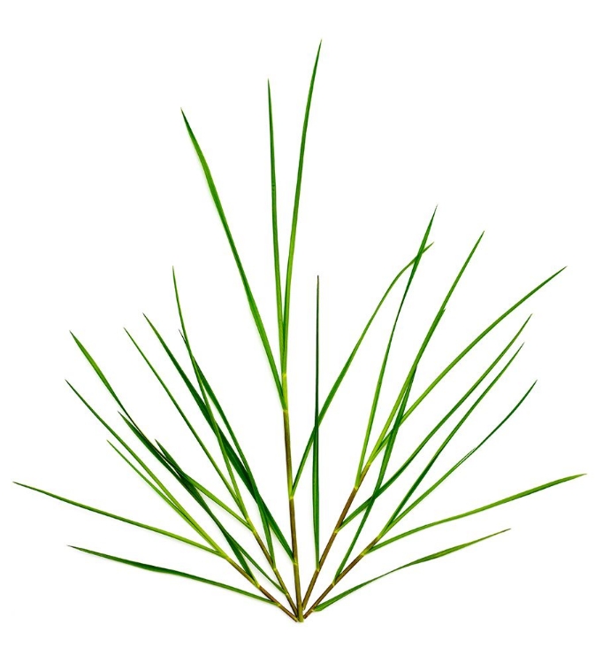 Picture of MICHIGAN GRASS