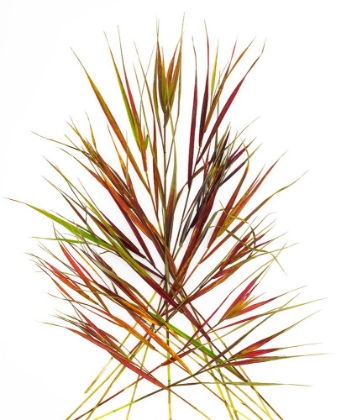 Picture of JAPENESE GRASS