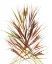 Picture of JAPENESE GRASS