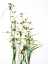 Picture of SEDGE