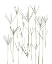 Picture of BERMUDA GRASS