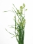 Picture of GRASS EFFORT PA