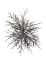 Picture of THORNS