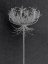 Picture of QUEEN ANNE LACE