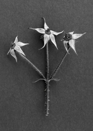 Picture of ROSE HIPS