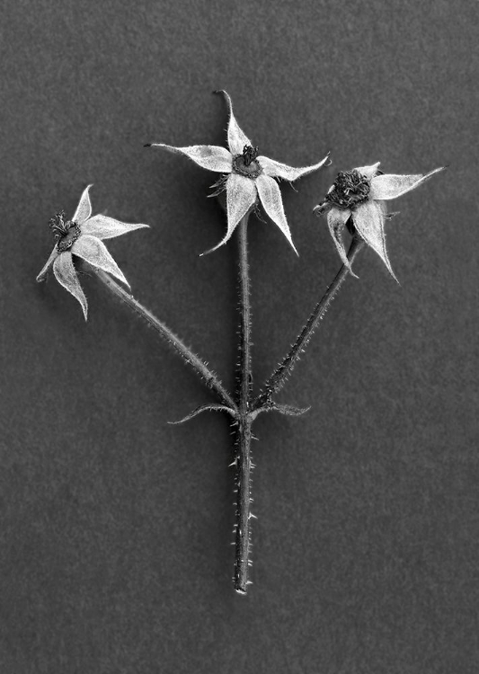 Picture of ROSE HIPS