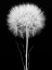 Picture of SALSIFY