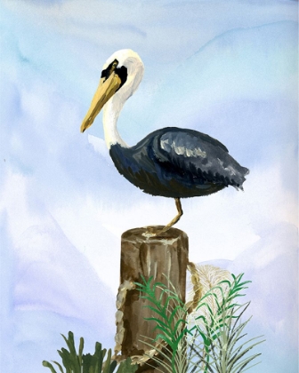 Picture of PELICAN