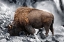 Picture of BISON SEASON 3
