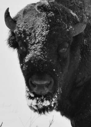 Picture of SNOW BISON 1