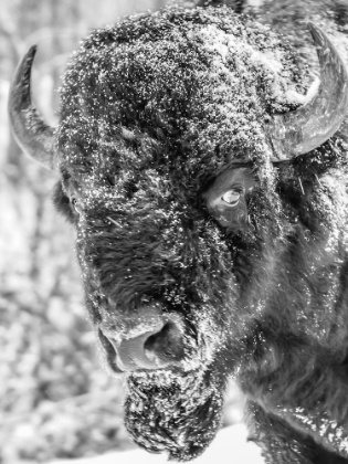 Picture of SNOW BISON 2