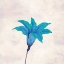 Picture of SIMPLY AQUA BLOOM 2