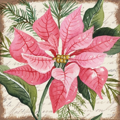 Picture of PINK POINSETTIA BOTANICAL