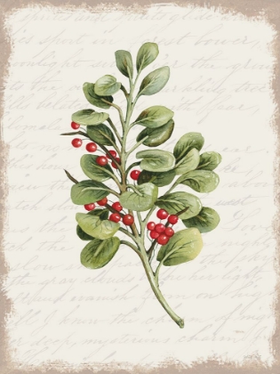 Picture of BERRIES CHRISTMAS BOTANICAL