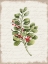 Picture of BERRIES CHRISTMAS BOTANICAL
