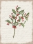 Picture of HOLLY CHRISTMAS BOTANICAL