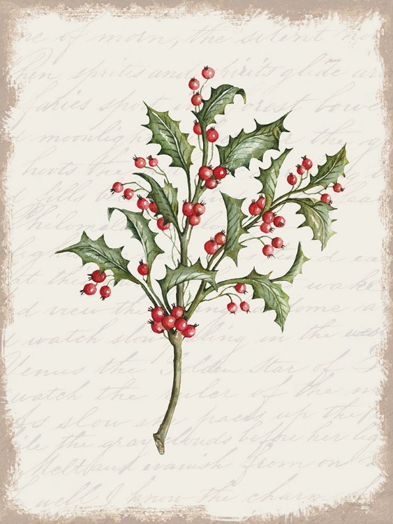 Picture of HOLLY CHRISTMAS BOTANICAL