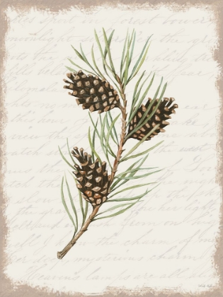 Picture of PINE CONE BOTANICAL I