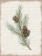 Picture of PINE CONE BOTANICAL II