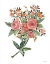 Picture of BOTANICAL RANUNCULUS