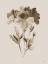 Picture of SEPIA BOTANICAL I    