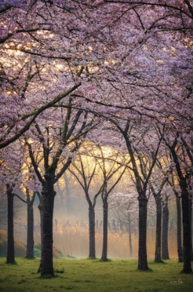 Picture of CHERRY TREES AT SUNRISE