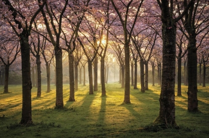 Picture of CHERRY TREES IN MORNING LIGHT I