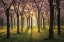 Picture of CHERRY TREES IN MORNING LIGHT I