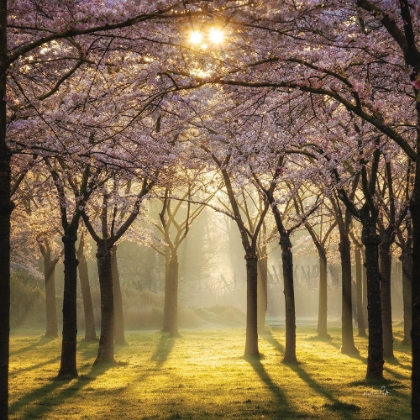 Picture of CHERRY TREES IN MORNING LIGHT II