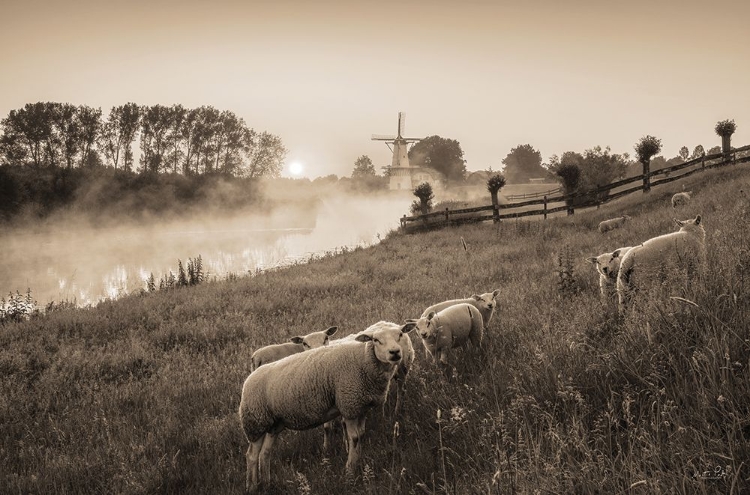 Picture of GRAZING SHEEP   