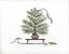 Picture of TREE HARVEST