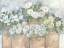 Picture of WINDOWSILL BLOOMS