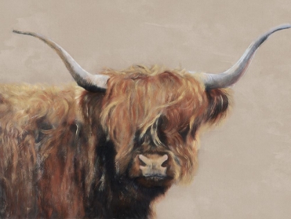 Picture of HIGHLAND COW
