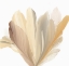 Picture of BLOOMING WISDOM 