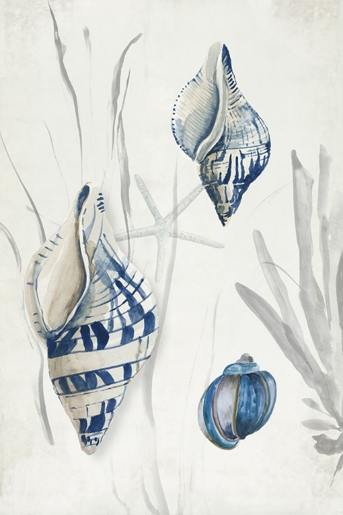 Picture of ANTIQUE SHELLS II