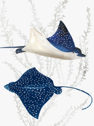 Picture of BLUE STINGRAY II